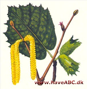 Blomsterstand Blomsterstand