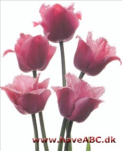 Blue Heron - Tulipan, Tulipa Blue Heron - Tulipan, Tulipa