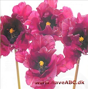 Blue Parrot - Tulipan, Tulipa Blue Parrot - Tulipan, Tulipa