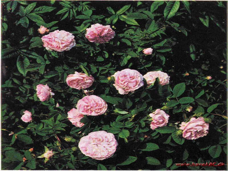 Blush Damask Blush Damask