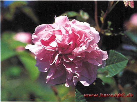 En vidunderlig rose, som kræver albuerum. Den breder sig, hvor den trives, og det skal den have lov til, for det er dens karakter
