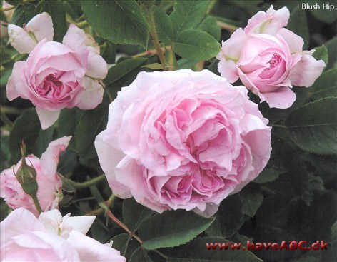 De fyldte, flade, stærkt duftende roser er rosa udvendig og lysere indvendig ...Se mere her ...