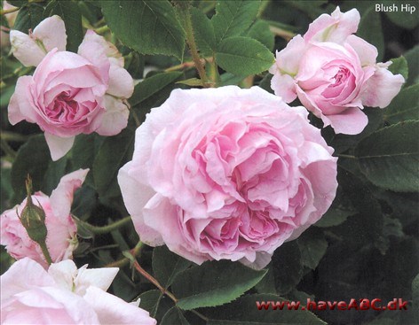 Blush Hip De fyldte, flade, stærkt duftende roser er rosa udvendig og lysere indvendig ...Se mere her ...
