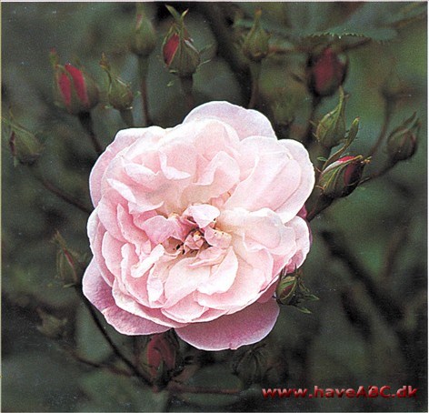 Blush Noisette En af de allerførste noisetteroser. Vist er den frostfølsom, men man må nok sige, at den er stærk, sammenlignet med de andre i gruppen.