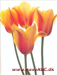 Blushing Lady - Tulipan, Tulipa