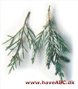 Blyants-ene - Juniperus virginiana