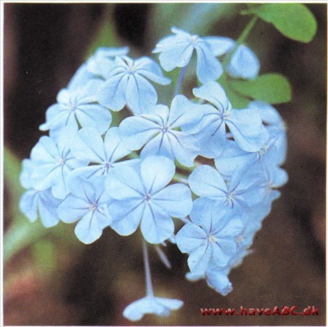 Blyrod - Plumbago auriculata (syn. capensis)