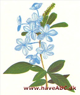 Blyrod - Plumbago