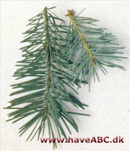 Blå douglasgran - Pseudotsuga menziesii var. glauca