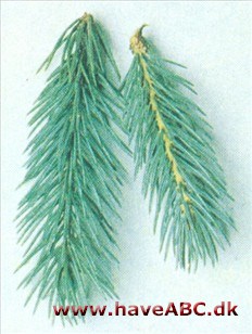Blå engelmannsgran - Picea engelmannii var. glauco