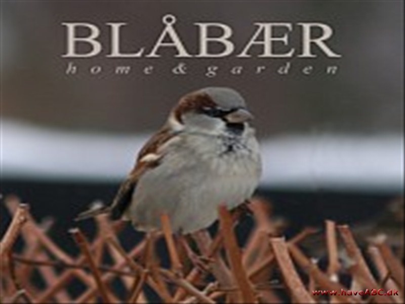 Blåbær - personligt præg på haven Blåbær - personligt præg på haven