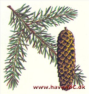 Blågran - Picea pungens Blågran - Picea pungens