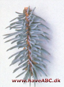 Blågran, blå - Picea pungens f. glauca