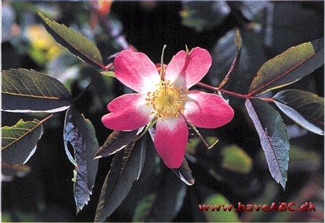 De smukke blade har gjort rosen meget populær, ikke blot blandt havefolk, men også i blomsterhandlerkredse. Sparsomt vildtvoksende i Centraleuro­pa. 