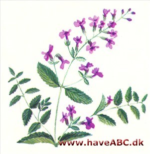 Blåkant - Katteurt - Nepeta faassenii Blåkant - Katteurt - Nepeta faassenii