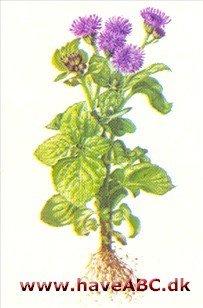 Blåkvast - Ageratum houstonianum Blåkvast - Ageratum houstonianum