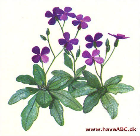 Blåpude - Aubrieta Blåpude - Aubrieta
