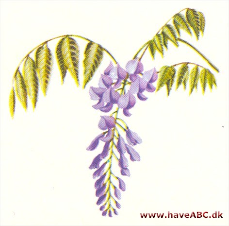 Blåregn - Wisteria