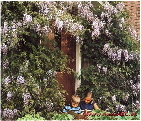 Blåregn – Wisteria † Blåregn – Wisteria †