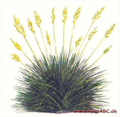 Blåsvingel - Festuca glauca