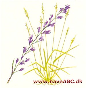 Blåtop - Molinia caerulea Blåtop - Molinia caerulea