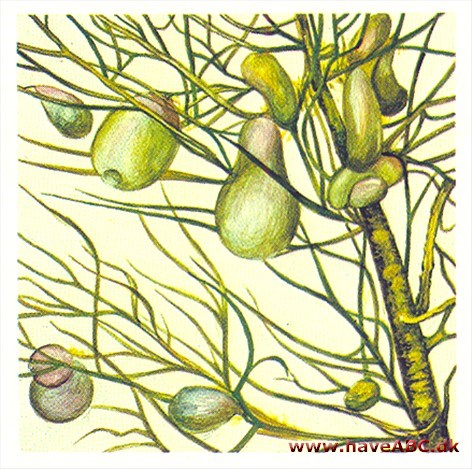 Blærerod - Utricularia
