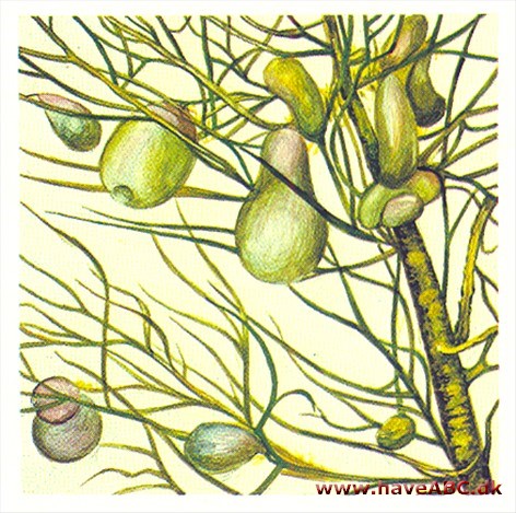 Blærerod - Utricularia Blærerod - Utricularia