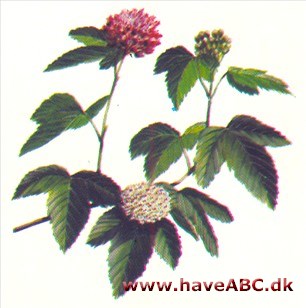 Blærespiræa - Physocarpus opulifolius Blærespiræa - Physocarpus opulifolius