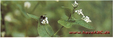 Boghvede - Fagopyrum esculentum † Boghvede - Fagopyrum esculentum †