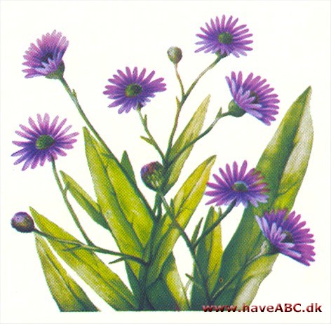 Boltonia - Boltonia asteroides Boltonia - Boltonia asteroides