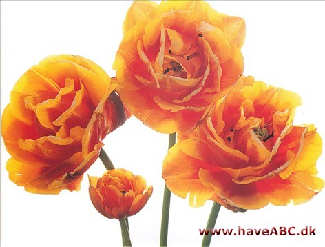 Bonanza - Tulipan, Tulipa Bonanza - Tulipan, Tulipa