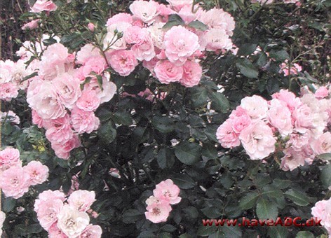 De fyldte, mellemstore blomster er mørkt pink af farve, idet de er mørkest i midten af blomsten og lysere mod kanten. Blomsterne, der udvik­les i juni og fremefter, dufter ikke. Se mere her ...