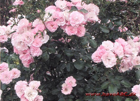 Bonica De fyldte, mellemstore blomster er mørkt pink af farve, idet de er mørkest i midten af blomsten og lysere mod kanten. Blomsterne, der udvikles i juni og fremefter, dufter ikke. Se mere her ...
