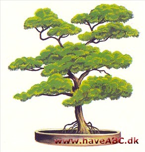 Bonsai Bonsai
