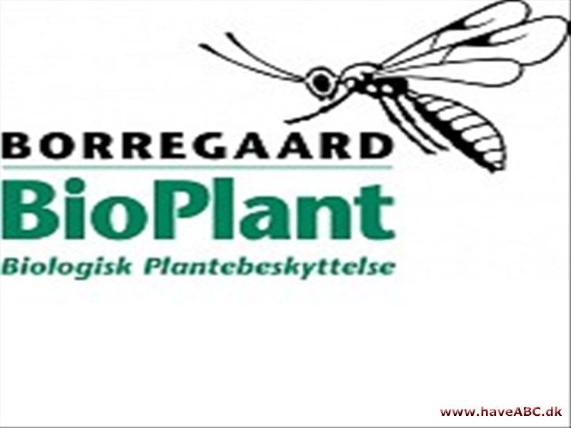 Borregaard BioPlant Borregaard BioPlant