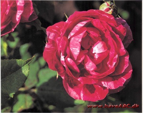 Bourbonroser - Rosa x Borboniana - Rosa Borbonica Den allerførste bourbonrose blev til i begyndelsen af 1800-tallet på øen Reunion, som dengang hed Bourbon og var fransk besiddelse. Det skete helt uden forædleres medvirken
