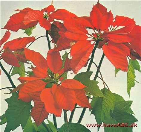 Brakteer - Bracteae Brakteer - Bracteae