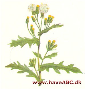 Brandbæger - Senecio vulgaris Brandbæger - Senecio vulgaris
