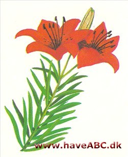 Brandlilje - Lilium bulbiferum