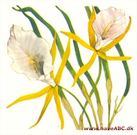 Brassavola - Brassavola