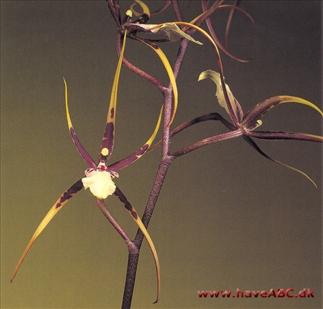 Brassia-hybrid Brassia-hybrid