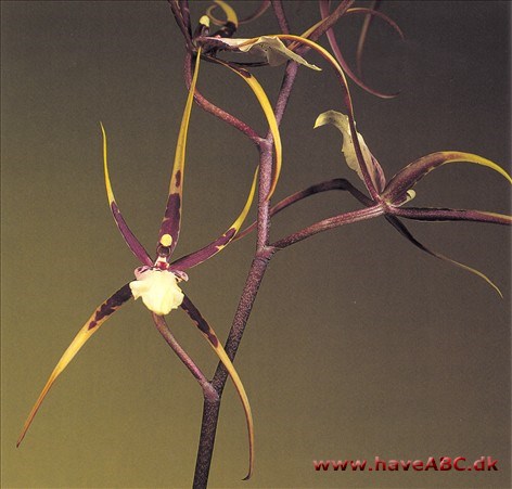 Brassia-hybrid