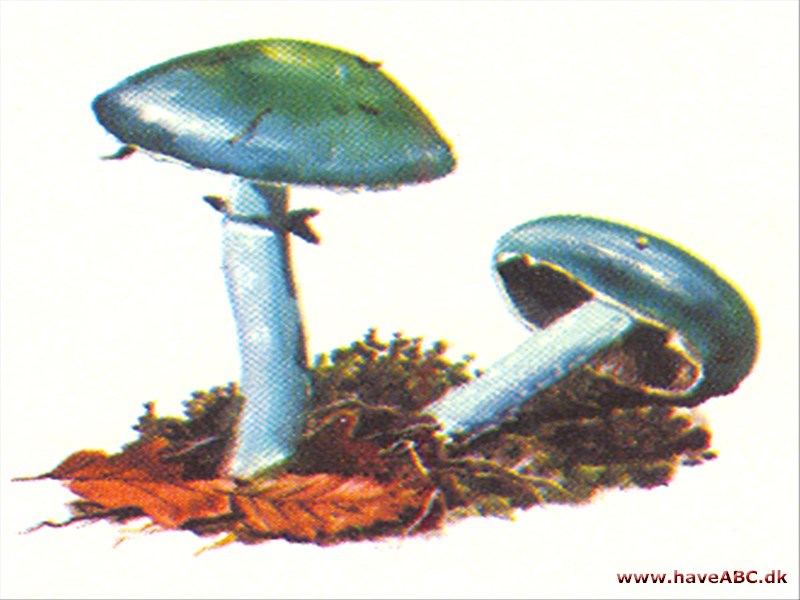 Bredblad - Stropharia Bredblad - Stropharia