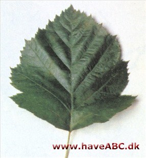 Bredbladet røn - Sorbus latifolia
