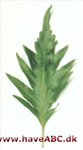Bregnebøg - Fagus sylvatica 'Asplenifolia' syn. F.s. 'Heterophylla', F.s. 'Laciniata'