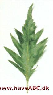 Bregnebøg - Fagus sylvatica 'Asplenifolia' syn. F.s. 'Heterophylla', F.s. 'Laciniata' Bregnebøg - Fagus sylvatica 'Asplenifolia' syn. F.s. 'Heterophylla', F.s. 'Laciniata'