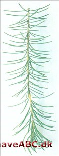 Brewers gran - Picea breweriana Brewers gran - Picea breweriana