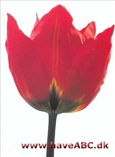 Brilliant Star - Tulipan, Tulipa