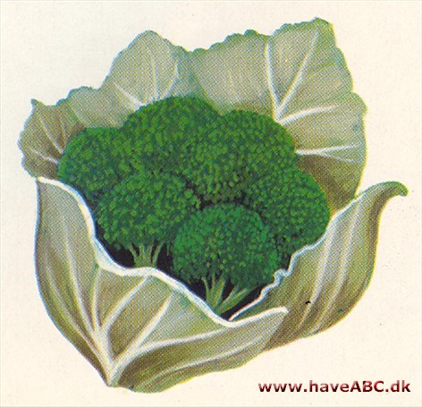 Broccoli - Brassica oleracea convar. botrytis