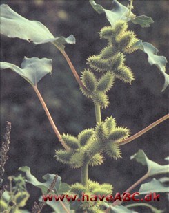 Brodfrø - Xanthium strumarium Ses sidst på sommeren - midt på efteråret. Brodfrø er en grov, høj ukrudtsplante. Dens vigtigste kilde til berømmelse er dens frø, der er omgivet af burrer dækket med krumme pigge, der ofte ...